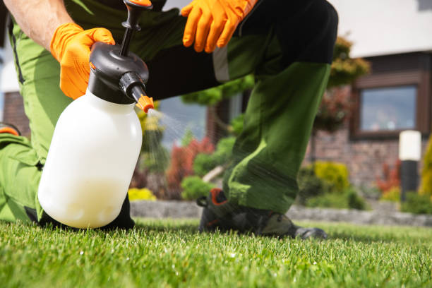 Best Termite Control Services  in North Fork, CA