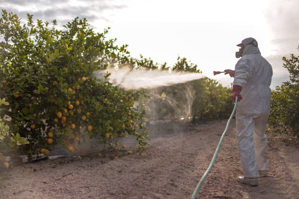 Best Affordable Pest Control Services  in North Fork, CA