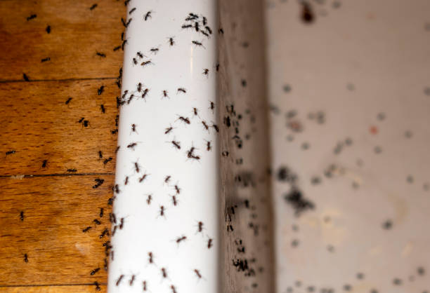 Best Best Pest Control Companies  in North Fork, CA