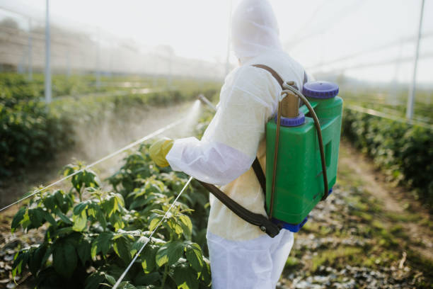 Reliable North Fork, CA Pest Control Solutions